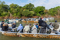 Large number of tourists watching Jaguar (Panthera onca) Cuiaba River, Pantanal Matogrossense National Park, Pantanal, Brazil.