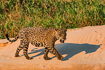 Jaguar (Panthera onca) male on riverbank, Cuiaba River, Pantanal Matogrossense National Park, Pantanal, Brazil.