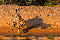 Jaguar (Panthera onca) on river bank, Cuiaba River, Pantanal Matogrossense National Park, Pantanal, Brazil.