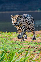Jaguar (Panthera onca) walking along river bank, Cuiaba River, Pantanal Matogrossense National Park, Pantanal, Brazil.