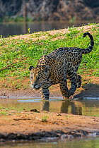 Jaguar (Panthera onca) with injured eye, Cuiaba River, Pantanal Matogrossense National Park, Pantanal, Brazil.