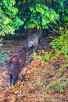 Jaguar (Panthera onca) with Capybara (Hydrochoerus hydrochaeris) kill, Cuiaba River, Pantanal Matogrossense National Park, Pantanal, Brazil.