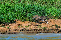 Jaguar (Panthera onca) male stalking a Capybara (Hydrochoerus hydrochaeris) Cuiaba River, Pantanal Matogrossense National Park, Pantanal, Brazil.