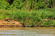 Jaguar (Panthera onca) male stalking a Capybara (Hydrochoerus hydrochaeris) Cuiaba River, Pantanal Matogrossense National Park, Pantanal, Brazil.