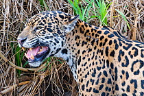Jaguar (Panthera onca) female , smelling scent marking of male. Cuiaba River, Pantanal Matogrossense National Park, Pantanal, Brazil.
