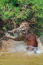 Jaguar (Panthera onca) male, hunting Capybara (Hydrochoerus hydrochaeris). The capybara while jumping away has cut the nose of the Jaguar with its toemail. Cuiaba River, Pantanal Matogrossense Nationa...