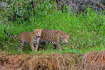 Jaguar (Panthera onca) female and one year old cub. Cuiaba River, Pantanal Matogrossense National Park, Pantanal, Brazil.
