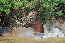 Jaguar (Panthera onca) male, hunting Capybara (Hydrochoerus hydrochaeris). The capybara jumping away has cut the nose of the Jaguar with its toenail. Cuiaba River, Pantanal Matogrossense National Park...