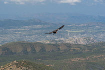 Wild California condor (Gymnogyps californianus) in flight, with wing tag and transmitte, Baja, Mexico.