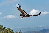 Wild California condor (Gymnogyps californianus) in flight, with wing tag and transmitter, Baja, Mexico.