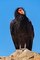 Wild California condor (Gymnogyps californianus) near San Pedro Martir National Park, Northern Baja California, Mexico.