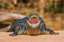 Yacare caiman (Caiman yacare) with mouth open to cool down on the river bank. Cuiaba River, Pantanal Matogrossense National Park, Pantanal, Brazil.