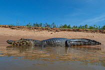 Yacare caiman (Caiman yacare) resting on riverbank, Cuiaba River, Pantanal Matogrossense National Park, Pantanal, Brazil.