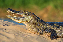 Yacare caiman (Caiman yacare) on river bank, Cuiaba River, Pantanal Matogrossense National Park, Pantanal, Brazil.
