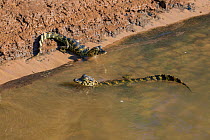 Yacare caiman (Caiman yacare) hatchlings, Cuiaba River, Pantanal Matogrossense National Park, Pantanal, Brazil.
