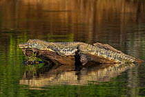 Yacare caiman (Caiman yacare) resting on log, reflected in water Cuiaba River, Pantanal Matogrossense National Park, Pantanal, Brazil.