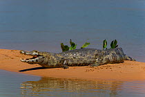Yacare caiman (Caiman yacare) resting on riverbank, with mouth open to cool down, Cuiaba River, Pantanal Matogrossense National Park, Pantanal, Brazil.
