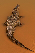 Yacare caiman (Caiman yacare) Matogrossense National Park, Pantanal, wetlands of Brazil in Dry season, Cuiaba River.