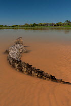 Yacare caiman (Caiman yacare) Cuiaba River, Pantanal Matogrossense National Park, Pantanal, Brazil.