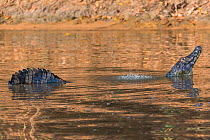 Yacare caiman (Caiman yacare) male in mating display, creating low frequency sound causing water drops. Cuiaba River, Pantanal Matogrossense National Park, Pantanal, Brazil.