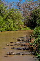 Yacare caiman (Caiman yacare) group resting near riverside, Cuiaba River, Pantanal Matogrossense National Park, Pantanal, Brazil.