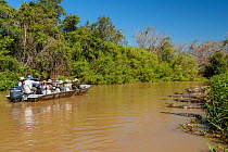 Yacare caiman (Caiman yacare) group on riverside with a boat full of tourists, Cuiaba River, Pantanal Matogrossense National Park, Pantanal, Brazil.