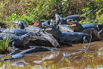 Yacare caiman (Caiman yacare) group basking, mouths open to keep cool. Pantanal Matogrossense National Park, Pantanal, Brazil.