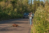Photographer watching Beaver (Castor canadensis) crossing the road carrying Aspen branch. Grand Teton National Park, Wyoming, USA. August 2012.