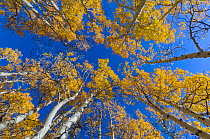 View up into canopy of Aspen (Populus) trees against blue sky in autumn, Grand Staircase-Escalante National Monument, Utah, USA. October.