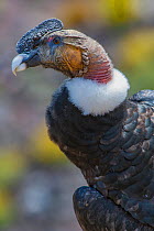 Andean condor (Vultur gryphus) adult male, Nirihuao Canyon, Coyhaique, Patagonia, Chile.