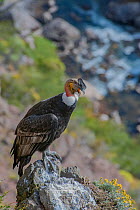 Andean condor (Vultur gryphus) adult male, Nirihuao Canyon, Coyhaique, Patagonia, Chile.
