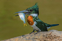 Amazon kingfisher (Chloroceryle amazona) with fish, Cuiaba, Pantanal Matogrossense National Park, Pantanal, Brazil.