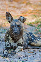 African wild dog (Lycaon pictus) with torn ear, resting.Chobe National Park, Botswana.