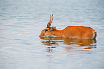 Saiga antelope (Saiga tatarica) male drinking in water, Astrakhan, Southern Russia, Russia. Critically endangered species. October.