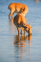 Saiga antelope (Saiga tatarica) drinking in water, Astrakhan, Southern Russia, Russia. Critically endangered species. October.