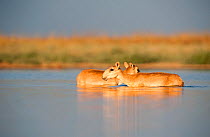 Saiga antelope (Saiga tatarica) female and male in water,  Astrakhan, Southern Russia, Russia. Critically endangered species. October.