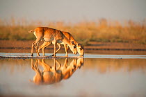 Saiga antelope (Saiga tatarica) drinking, Astrakhan, Southern Russia, Russia. Critically endangered species. October.