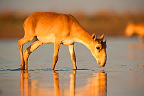 Saiga antelope (Saiga tatarica) drinking, Astrakhan, Southern Russia, Russia. Critically endangered species. October.