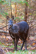 Siberia,n musk deer (Moschus moschiferus) Irkutsk, Siberia, Russia. October.