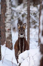 Siberia,n musk deer (Moschus moschiferus) in snowy woodland, Irkutsk, Siberia, Russia. December.
