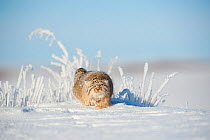 Pallas's cat (Otocolobus manul) walking in snow, Gobi Desert, Mongolia. December.