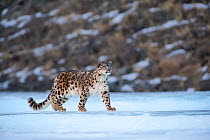 Snow leopard (Uncia uncia) Altai Mountains, Mongolia. March.