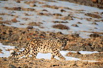 Snow leopard (Uncia uncia) walking, Altai Mountains, Mongolia. March.