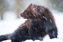 Wolverine (Gulo gulo) in snow, Finland. April.
