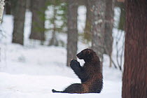 Wolverine (Gulo gulo) in snow, Finland. April.