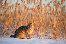 Amur leopard cat (Prionailurus bengalensis euptilurus) Vladivostok, Primorsky Krai, Far East Russia. February.