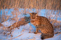 Amur leopard cat (Prionailurus bengalensis euptilurus) Vladivostok, Primorsky Krai, Far East Russia. February.