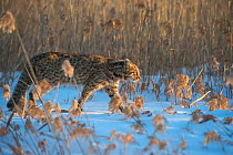Amur leopard cat (Prionailurus bengalensis euptilurus) walking past reed bed, Vladivostok, Primorsky Krai, Far East Russia. February.