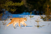 RF - Eurasian lynx (Lynx lynx) walking in snow, Yaroslavl, Central Federal District, Russia. March. (This image may be licensed either as rights managed or royalty free.)