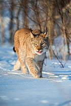 Eurasian lynx (Lynx lynx) walking in snow, Yaroslavl, Central Federal District, Russia. March.